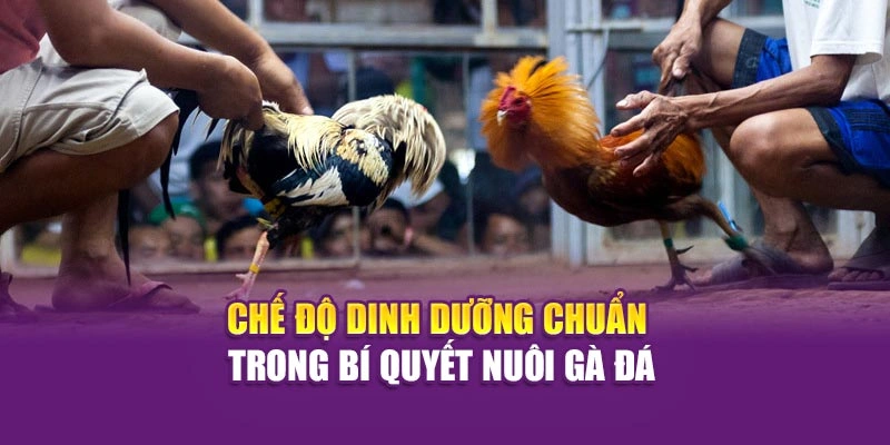 Bí Quyết Nuôi Gà Đá Chuẩn Kỹ Thuật Và An Toàn Tại Hi88 Chế độ dinh dưỡng chuẩn trong bí quyết nuôi gà đá
