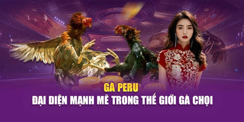 Gà Peru – đại diện mạnh mẽ trong thế giới gà chọi