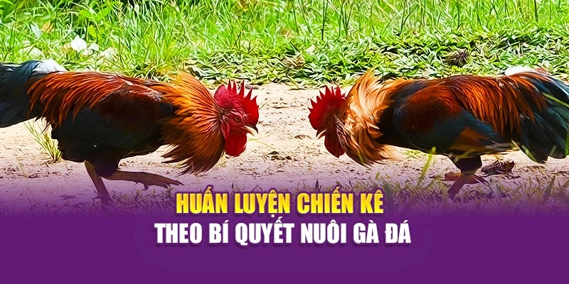 Bí Quyết Nuôi Gà Đá Chuẩn Kỹ Thuật Và An Toàn Tại Hi88 Huấn luyện chiến kê theo bí quyết nuôi gà đá