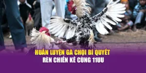 Huấn Luyện Gà Chọi – Bí Quyết Rèn Chiến Kê Cùng Hi88