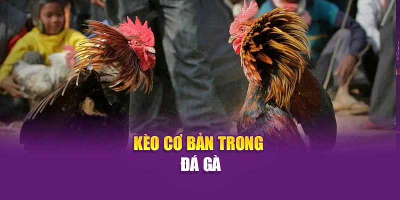 Kèo cơ bản trong đá gà