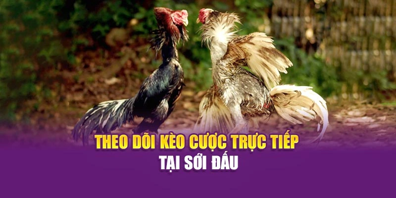 Theo dõi kèo cược trực tiếp tại sới đấu