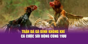 Trận Đá Gà Đỉnh – Không Khí Cá Cược Sôi Động Cùng 11UU